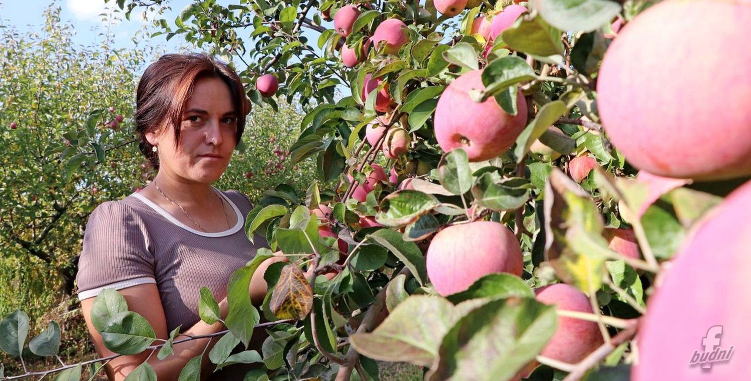 Рекордный урожай яблок вырастили фатежские садоводы